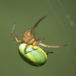 Cucumber Green Spider