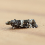 49.183 - Lobesia abscisana