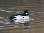 Goldeneye