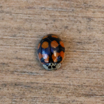 10-spot Ladybird