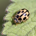 Ladybirds