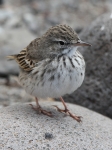 Berthelot's Pipit