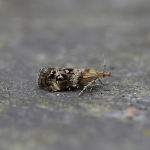 Choreutinae