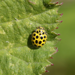 22-spot Ladybird