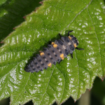 7-spot Ladybird