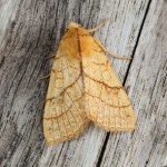 73.179 - Orange Sallow