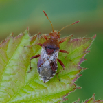 Rhopalus subrufus