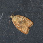 49.062 - Acleris forsskaleana