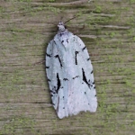 49.087 - Acleris literana