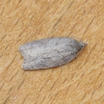 49.069 - Acleris sparsana