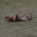 62.033 - Acrobasis tumidana