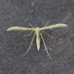 45.043 - Adaina microdactyla