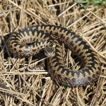 Adder