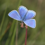 Adonis Blue