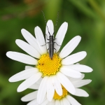 Agapanthia cardui