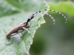 Golden-bloomed Grey Longhorn