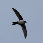 Alpine Swift