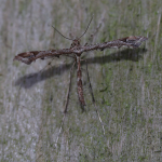 45.010 - Amblyptilia acanthadactyla