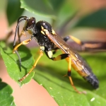 Amblyteles armatorius