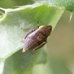 Aphrodes makarovi