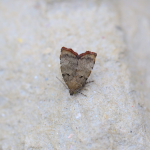 48.007 - Choreutis pariana