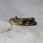 49.143 - Eudemis porphyrana