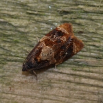 49.004 - Ditula angustiorana