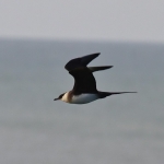 Skuas