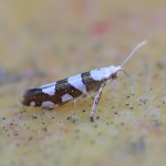 Argyresthiidae