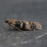 62.048 - Euzophera pinguis