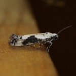 Praydidae