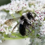 Solitary Bees