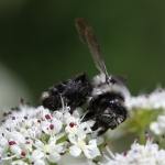 Bees