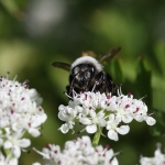 Ashy Mining Bee