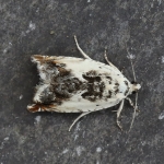 49.203 - Ancylis laetana