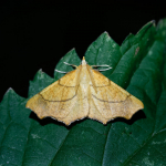 70.233 - August Thorn