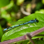 Azure Damselfly