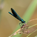 Banded Demoiselle