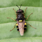 Banded General