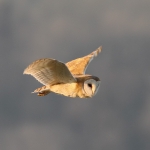 Barn Owl