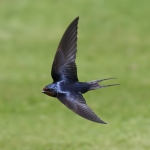 Swallows & Martins