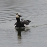 Barnacle Goose
