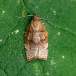 49.025 - Pandemis cerasana