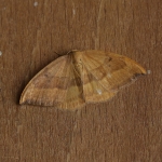 65.003 - Barred Hook-tip