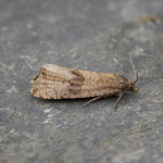 49.161 - Celypha striana