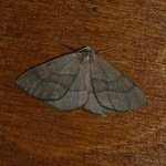 70.284 - Barred Red