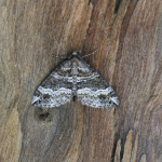 70.134 - Barred Rivulet