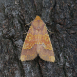 73.180 - Barred Sallow