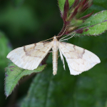 70.093 - Barred Straw