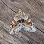 70.201 - Barred Tooth-striped
